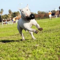 KONG Extrême Noir M -Animaux Fournitures Magasin 20181220185923 extreme thumb