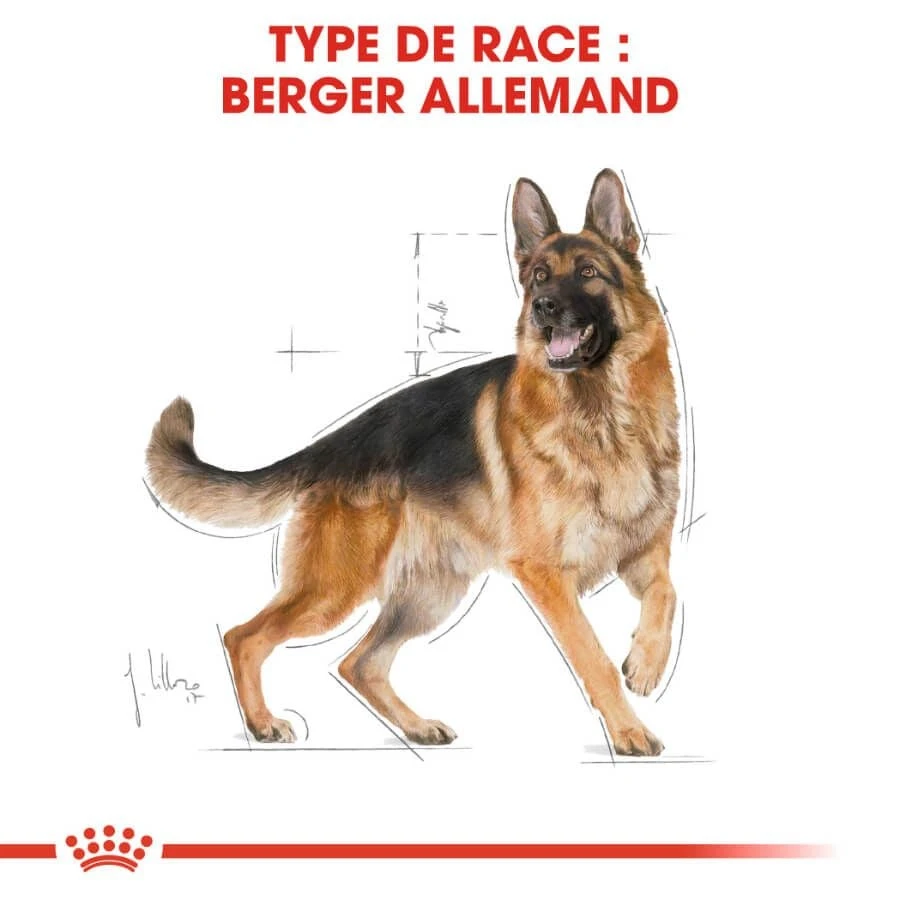 Royal Canin Berger Allemand Adult 11 Kg 7 Royal Canin Berger Allemand Adult 11 Kg – Image 5