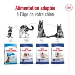 Royal Canin Maxi Adult 15 Kg 19 Royal Canin Maxi Adult 15 Kg -Animaux Fournitures Magasin 3182551055894 6 2