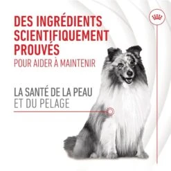 Royal Canin Chien Adult Skin & Coat Chews 240 G 12 Royal Canin Chien Adult Skin & Coat Chews 240 G -Animaux Fournitures Magasin 3182551063622 2