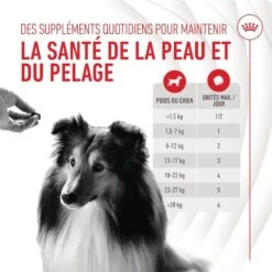 Royal Canin Chien Adult Skin & Coat Chews 240 G 15 Royal Canin Chien Adult Skin & Coat Chews 240 G -Animaux Fournitures Magasin 3182551063622 4
