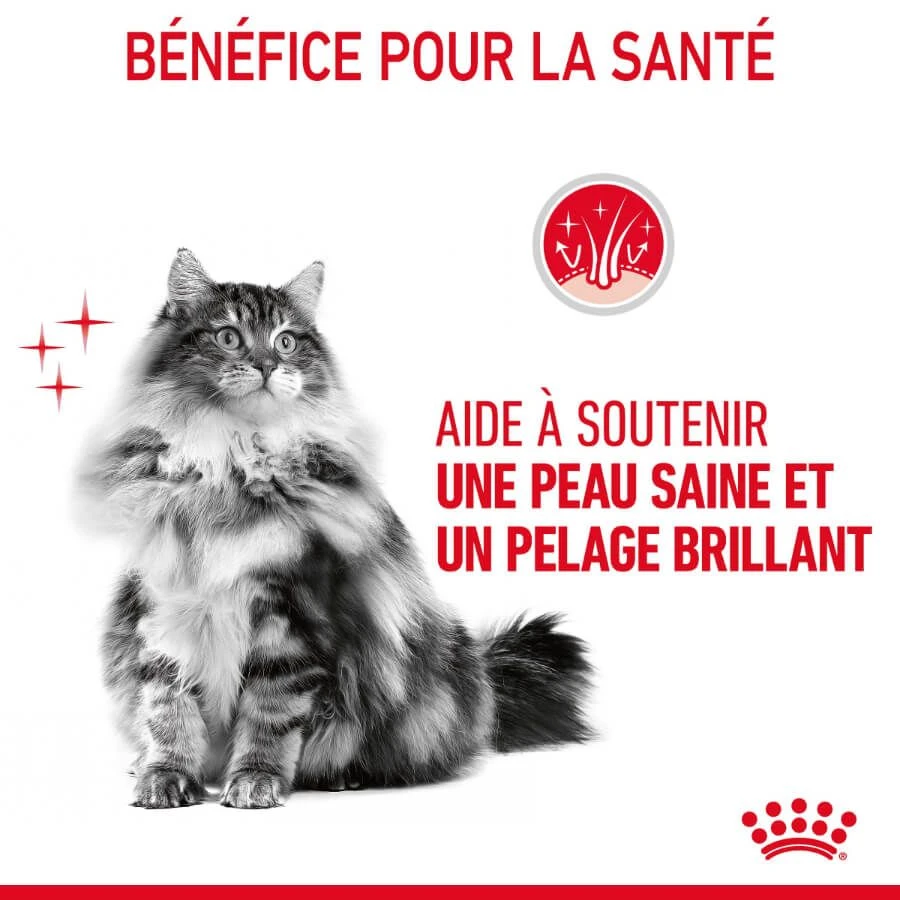 Royal Canin Féline Care Nutrition Hair & Skin Sauce 12 X 85 G 6 Royal Canin Féline Care Nutrition Hair & Skin Sauce 12 X 85 G – Image 4