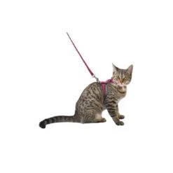 Bobby Collier + Harnais + Laisse Safe Fuchsia Pour Chaton 5 Bobby Collier + Harnais + Laisse Safe Fuchsia Pour Chaton -Animaux Fournitures Magasin bobby collier harnais laisse safe fuchsia chaton