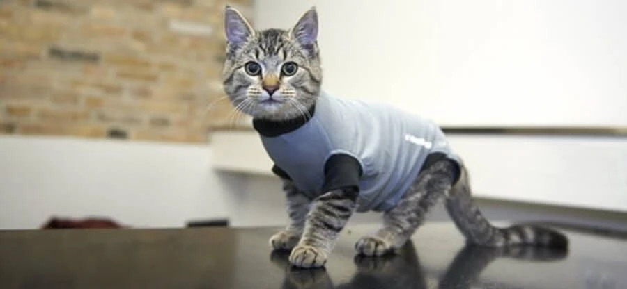 Buster Body Suit Chat XS 4 Buster Body Suit Chat XS – Image 2