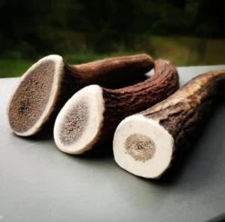 Evident Bois De Cerf Entier XL 7 Evident Bois De Cerf Entier XL -Animaux Fournitures Magasin bois de cerf 2 1 1 1 1