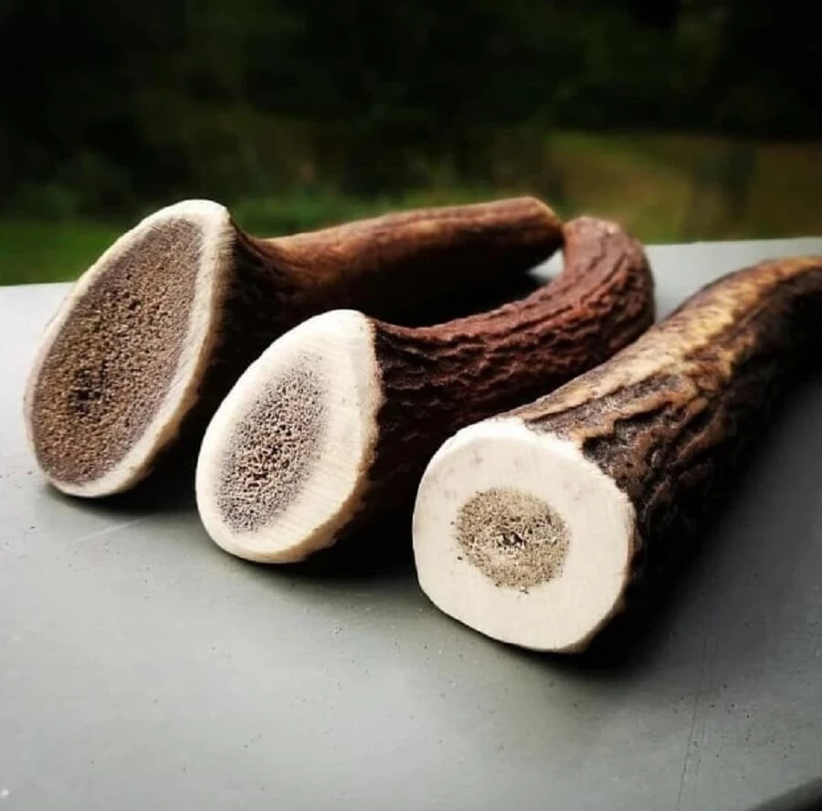 Evident Bois De Cerf Entier XL 5 Evident Bois De Cerf Entier XL – Image 3