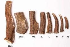 Evident Bois De Cerf Entier XL 6 Evident Bois De Cerf Entier XL -Animaux Fournitures Magasin bois de cerf evident 1 1 1 1