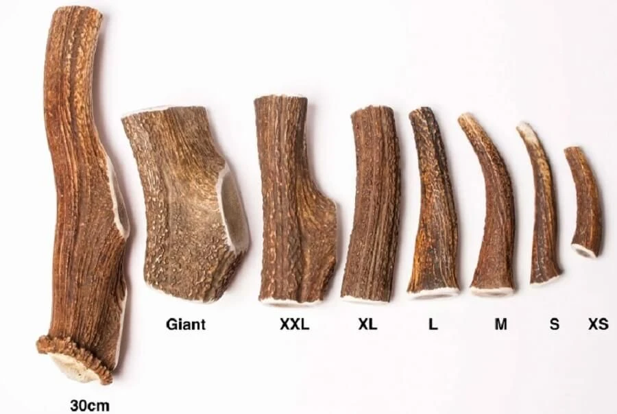 Evident Bois De Cerf Entier XL 4 Evident Bois De Cerf Entier XL – Image 2
