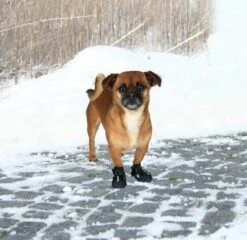 Trixie Bottes Protection Walker Active XS X 2 5 Trixie Bottes Protection Walker Active XS X 2 -Animaux Fournitures Magasin bottes xs