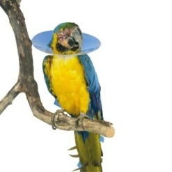 Buster Carcan De Protection Pour Oiseaux - 20 Cm
