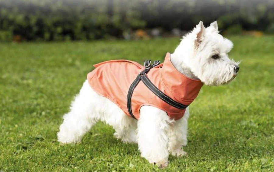 Bobby Imperméable Tom Corail Chien 36 Cm 4 Bobby Imperméable Tom Corail Chien 36 Cm – Image 2