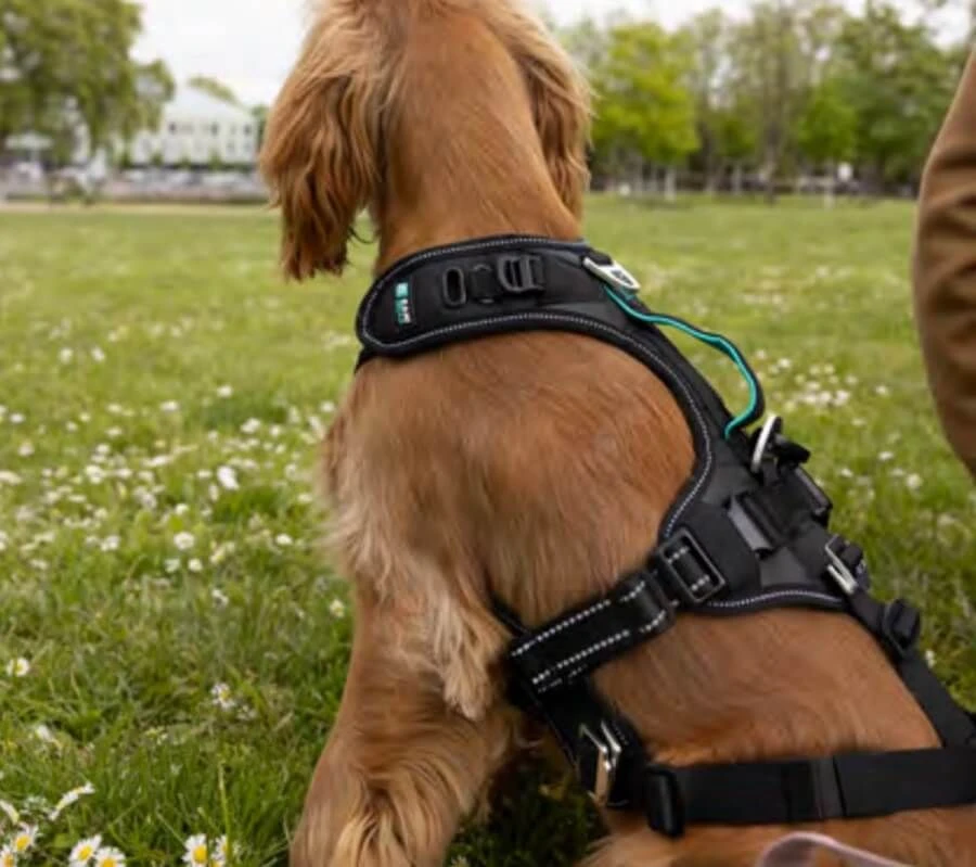 Cani Gear Harnais Symbioz Chien Bleu XL 6 Cani Gear Harnais Symbioz Chien Bleu XL – Image 4