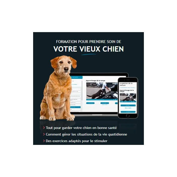 Prenez Soin De Votre Vieux Chien - Formation En Ligne Esprit Dog 4 Prenez Soin De Votre Vieux Chien - Formation En Ligne Esprit Dog – Image 2