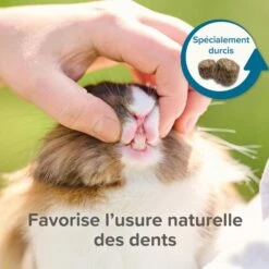 Care+ Cochon D'Inde 1.5 Kg 17 Care+ Cochon D'Inde 1.5 Kg -Animaux Fournitures Magasin care cochon 7