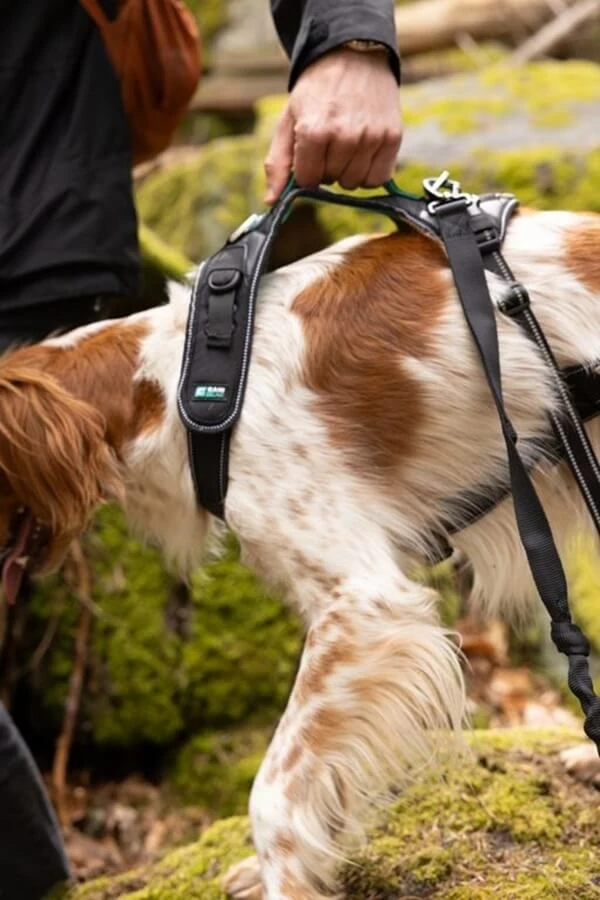 Cani Gear Harnais Symbioz Chien Bleu XL 7 Cani Gear Harnais Symbioz Chien Bleu XL – Image 5