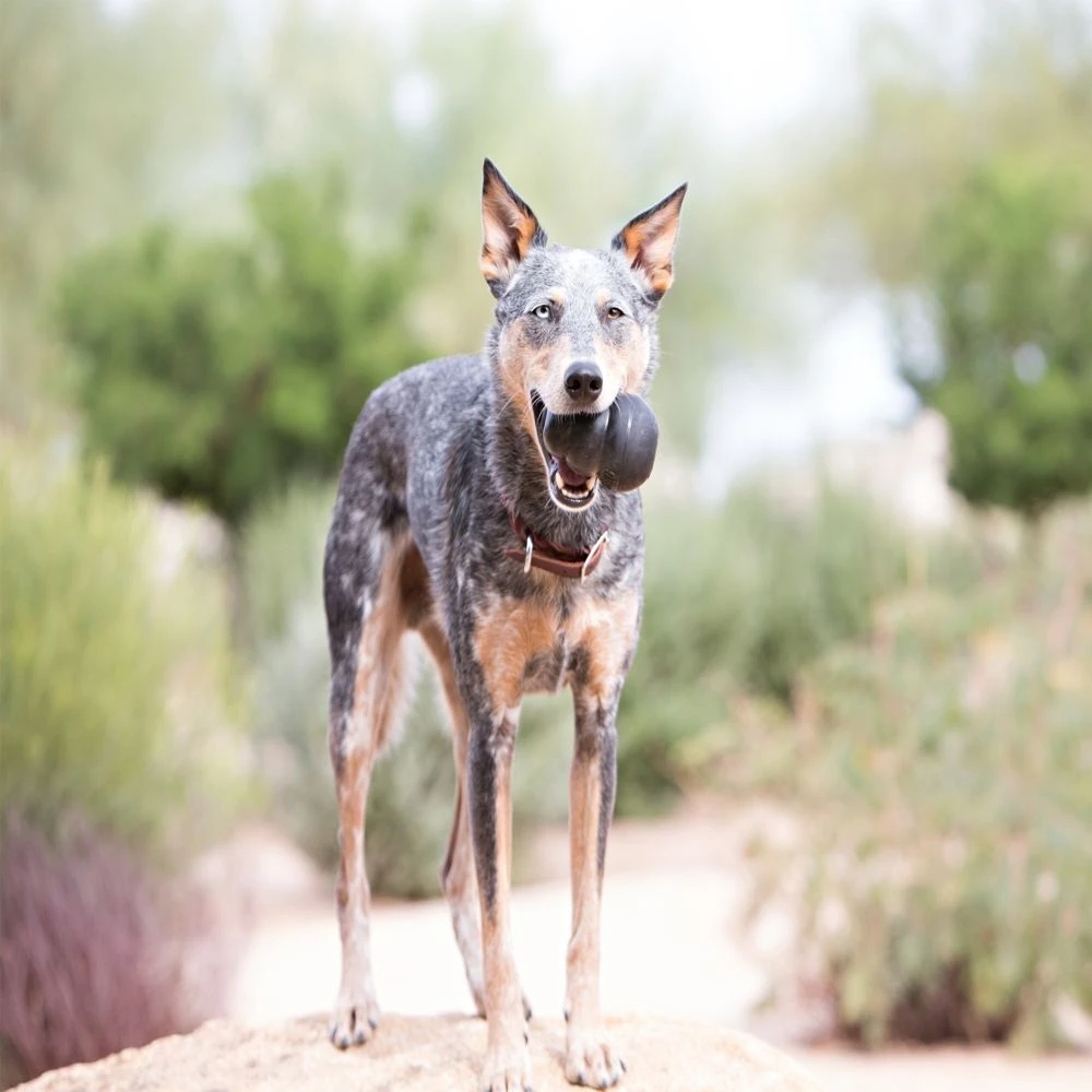 KONG Extrême Noir XXL 5 KONG Extrême Noir XXL – Image 3