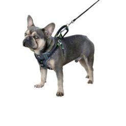 Kerbl Harnais Pour La Voiture Chien 65-85 Cm - Destockage 6 Kerbl Harnais Pour La Voiture Chien 65-85 Cm - Destockage -Animaux Fournitures Magasin kerbl harnais pour la voiture chien 65 85 cm 2