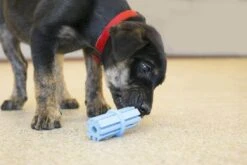 KONG Puppy Teething Stick S 5 KONG Puppy Teething Stick S -Animaux Fournitures Magasin kong puppy teething stick la compagnie des animaux 2 1