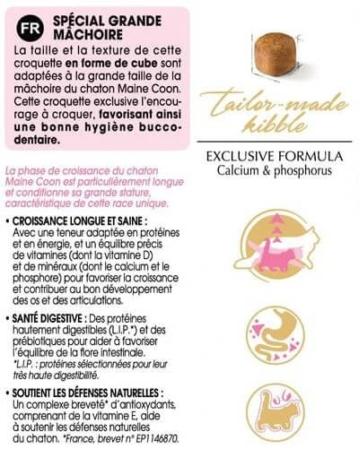 Royal Canin Maine Coon Kitten 10 Kg 7 Royal Canin Maine Coon Kitten 10 Kg – Image 5