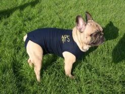 Medical Pet Shirt Chien L 7 Medical Pet Shirt Chien L -Animaux Fournitures Magasin medical pet shirt chien 1 1 1 2 1
