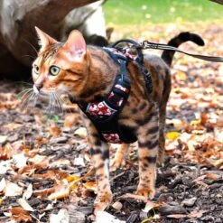 Bobby Harnais Rando Monoi Pour Chat Bordeaux S 7 Bobby Harnais Rando Monoi Pour Chat Bordeaux S -Animaux Fournitures Magasin pettorina per gattii grandi bobby rando monoi 1