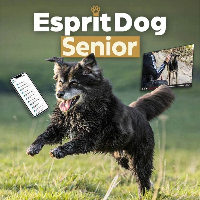 Prenez Soin De Votre Vieux Chien - Formation En Ligne Esprit Dog 3 Prenez Soin De Votre Vieux Chien - Formation En Ligne Esprit Dog