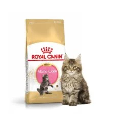 Royal Canin Maine Coon Kitten 10 Kg 9 Royal Canin Maine Coon Kitten 10 Kg -Animaux Fournitures Magasin royal canin mc kit