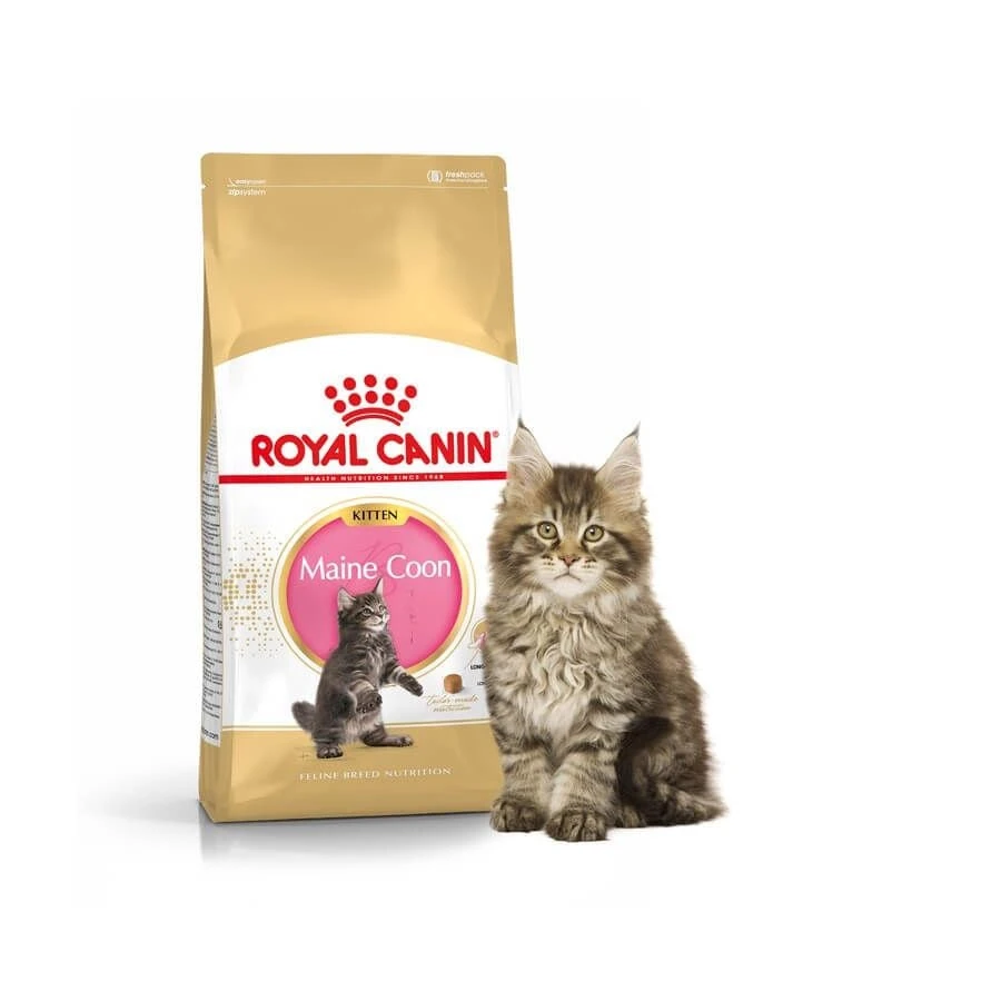 Royal Canin Maine Coon Kitten 10 Kg 4 Royal Canin Maine Coon Kitten 10 Kg – Image 2