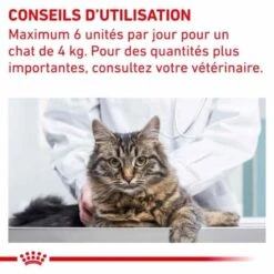 Royal Canin Vet Chat Gastrointestinal Kitten 2 Kg -Animaux Fournitures Magasin royal canin vet chat gastrointestinal kitten 2 kg 2