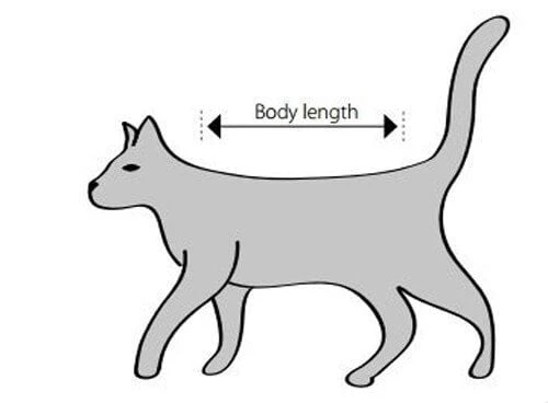 Buster Body Suit Chat XS 5 Buster Body Suit Chat XS – Image 3