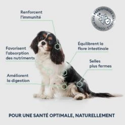 Marly & Dan Chien Senior Petite Race Saumon 4 Kg 11 Marly & Dan Chien Senior Petite Race Saumon 4 Kg -Animaux Fournitures Magasin seniorsmall 1