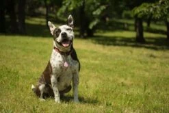 Tickless Pet Rose à Pile 7 Tickless Pet Rose à Pile -Animaux Fournitures Magasin tickless pet rose pile3