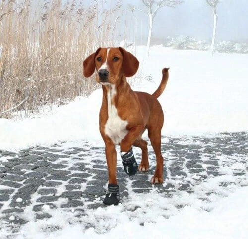 Trixie Bottes Protection Walker Active M - L X 2 4 Trixie Bottes Protection Walker Active M - L X 2 – Image 2